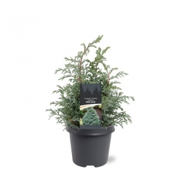 ChamaecyparispisBabyBlue30-40cmConifeerSchijncipresWarentuinNatuurlijk-Warentuinnatuurlijk