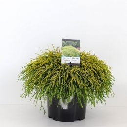 Chamaecyparispissungold45cmConifeerSchijncipresWarentuinNatuurlijk-Warentuinnatuurlijk