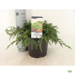 Juniperuscommunisrepanda30cmConifeerJeneverbesWarentuinNatuurlijk-Warentuinnatuurlijk