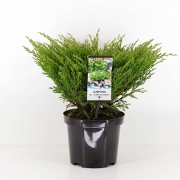 Juniperushorandorracompact55cmConifeerJeneverbesWarentuinNatuurlijk-Warentuinnatuurlijk