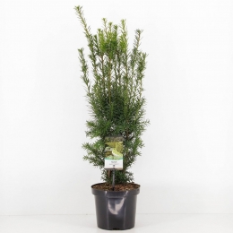 Taxusmediahicksii50-60cmConifeerVenijnboomWarentuinNatuurlijk-Warentuinnatuurlijk