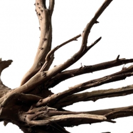 BlackspiderwoodmediumAquadistri-Aquadistri