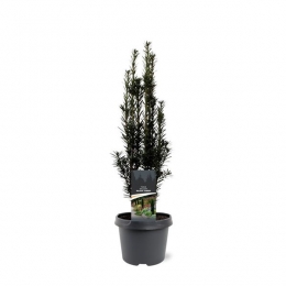 TaxusbaccataBlackTower40-50cmConifeerTaxusWarentuinNatuurlijk-Warentuinnatuurlijk