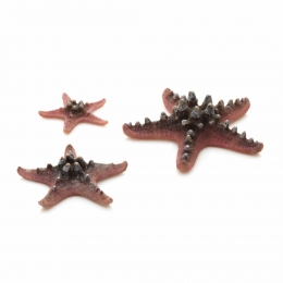 Zeesterset3roze-Biorb