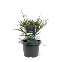 SequoiasempervirensAdpressa30-40cmConifeer-Warentuinnatuurlijk