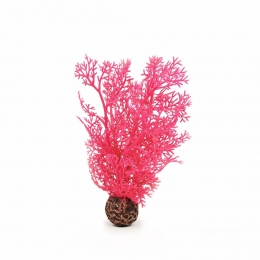 Hoornkoraalkleinpink-Biorb