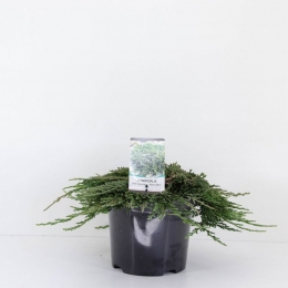 Juniperushorpancake30cmConifeerJeneverbesWarentuinNatuurlijk-Warentuinnatuurlijk