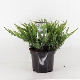Juniperussabinatamariscifolia35cmConifeerJeneverbesWarentuinNatuurlijk-Warentuinnatuurlijk