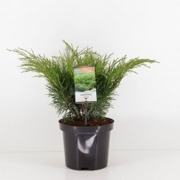 Juniperussabina45cmConifeerJeneverbesWarentuinNatuurlijk-Warentuinnatuurlijk