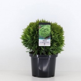 Thujaoccidentalisdanica30-40cm-Warentuinnatuurlijk