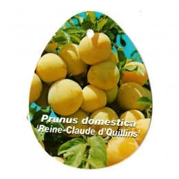 PrunusDomesticaReineClaudedQuillins-Oosterikhome