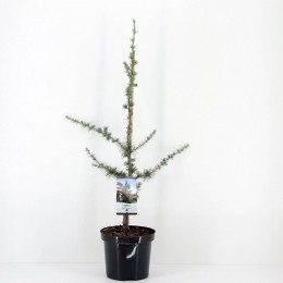 Cedruslibaniglauca75cm-Warentuinnatuurlijk