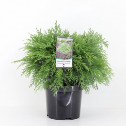 Chamaecyparislawglobosa45cmConifeerCalifornischecipresWarentuinNatuurlijk-Warentuinnatuurlijk