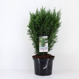 Chamaecyparislawlittlespire55cmConifeerCalifornischecipresWarentuinNatuurlijk-Warentuinnatuurlijk