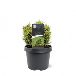 CryptomeriajapTwinkleToes15-20cmConifeer-Warentuinnatuurlijk