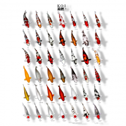 Koiposternr3gelamineerd68x90cmAquadistri-Aquadistri