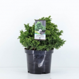 Cryptomeriajapyokohama45cm-Warentuinnatuurlijk