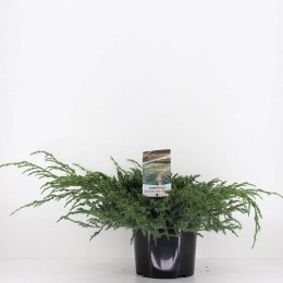 Juniperussquamatabluecarpet45cmConifeerJeneverbesWarentuinNatuurlijk-Warentuinnatuurlijk