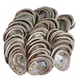 AbaloneSchelpenuitChili-50tot100mm-Bulkverpakking-1KGca4050stuks