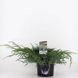 Juniperussquamatabluecarpet45cmConifeerJeneverbesWarentuinNatuurlijk-Warentuinnatuurlijk