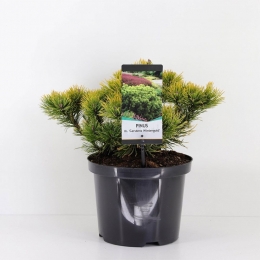 Pinusmugocarstenswintergold25-30cmConifeerBergdenWarentuinNatuurlijk-Warentuinnatuurlijk