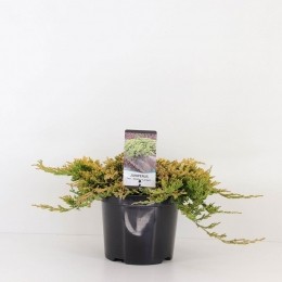 Juniperushorgoldencarpet30cmConifeerJeneverbesWarentuinNatuurlijk-Warentuinnatuurlijk