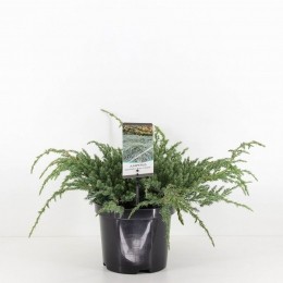 Juniperussquamatabluecarpet30cmConifeerJeneverbesWarentuinNatuurlijk-Warentuinnatuurlijk