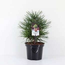 Sciadopitysverticillata25-30cmConifeerKranssparWarentuinNatuurlijk-Warentuinnatuurlijk