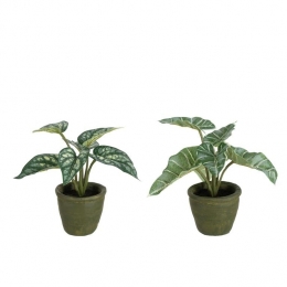 J-LineplantAnthuriumOlifantsoorInPot-kunststof-groe