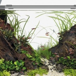 Superfishquadro70prozwartSuperfish-Superfish