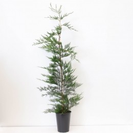 Cupressocyparisleylandii150-200cmConifeerLeylandcipresWarentuinNatuurlijk-Warentuinnatuurlijk