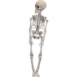 Skelet42cmHalloweenBuitengewoonBoet-Buitengewoondeboet