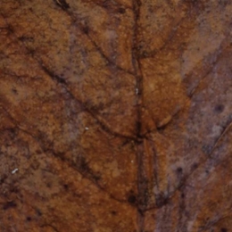 Colombocatappanano10xColombo-Colombo