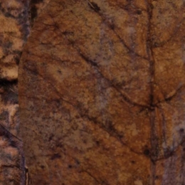 Colombocatappa10xColombo-Colombo