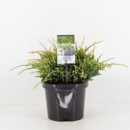 Juniperussquamataholger35cm-Warentuinnatuurlijk