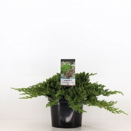 Juniperusprocumbensnana40cm-Warentuinnatuurlijk