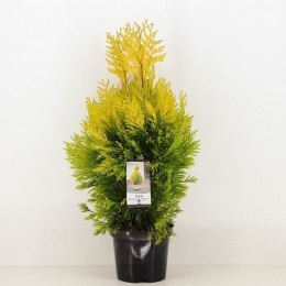 Thujaplicata4evergoldy-Warentuinnatuurlijk