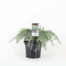 Cedrusdeodarafeelinblue40cm-Warentuinnatuurlijk