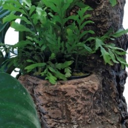 Sfscapersfloatingplantyl-Superfish