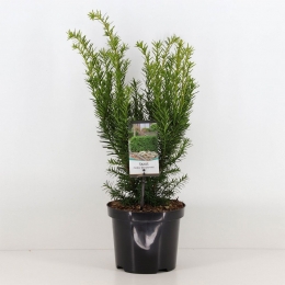 Taxusmediadensiformis30-40cm-Warentuinnatuurlijk