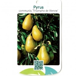 PyrusCommunisTriomphedeVienne-Oosterikhome