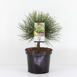 Pinusnigranana-Warentuinnatuurlijk