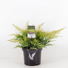 Juniperuspfitzerianagoldstar35cm-Warentuinnatuurlijk