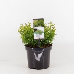Thujopsisdolabratanana-Warentuinnatuurlijk