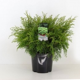 Microbiotadecussata30-40cm-Warentuinnatuurlijk