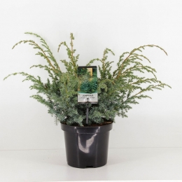 Juniperuschinensisbluealps55cm-Warentuinnatuurlijk