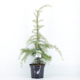 Cedrusdeodaraaurea75cm-Warentuinnatuurlijk