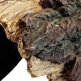 ReptoAquadistridecowoodhomexl-Aquadistri