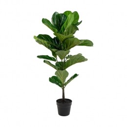 ArtichokEllenvioolbladkamerplant-100cm