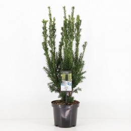 Taxusmediahillii50-60cm-Warentuinnatuurlijk